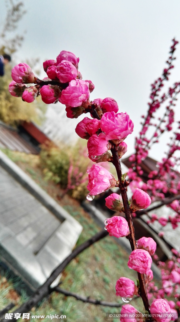 樱花