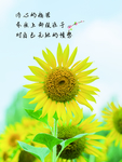 向日葵励志