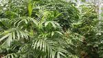 绿色植物