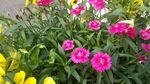小花