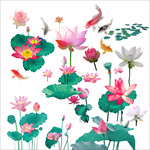 荷花