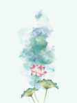 荷花背景