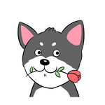 猫哈宝宝