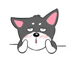 猫 哈宝宝 猫 萌猫 萌宠