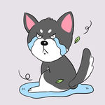 猫 哈宝宝 猫 萌猫 萌宠