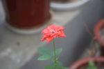 鲜花