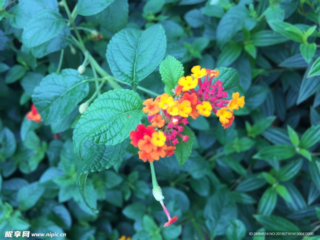 花