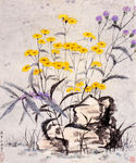 湖石野菊