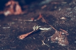 脏