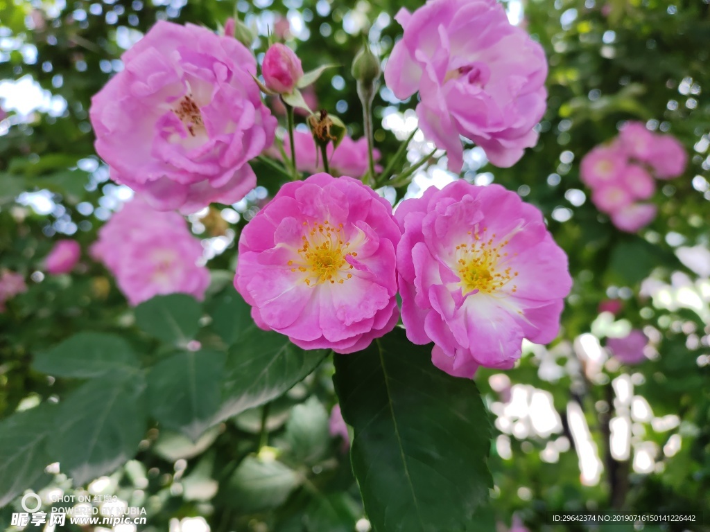 花