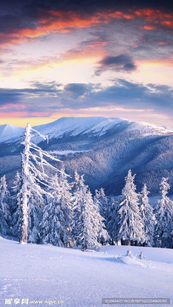 极地雪松