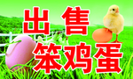 出售笨鸡蛋
