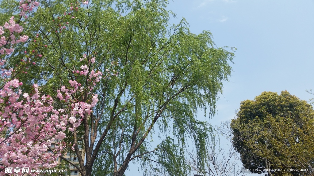 春意盎然