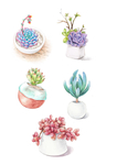 盆花