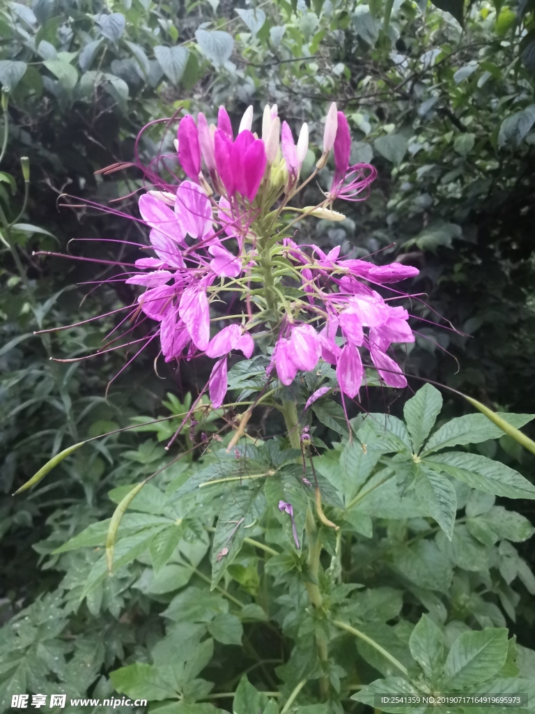 醉蝶花