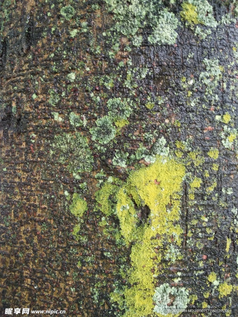 树皮 树干 纹理 背景