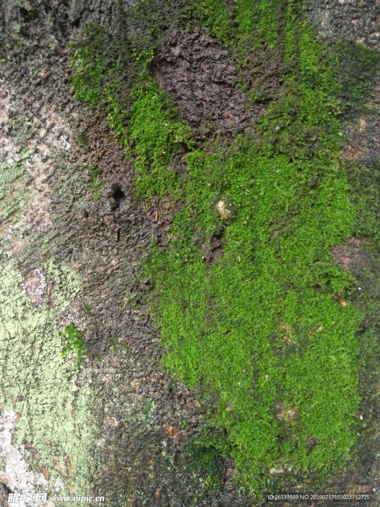 背景 纹理 树皮 苔藓 森林