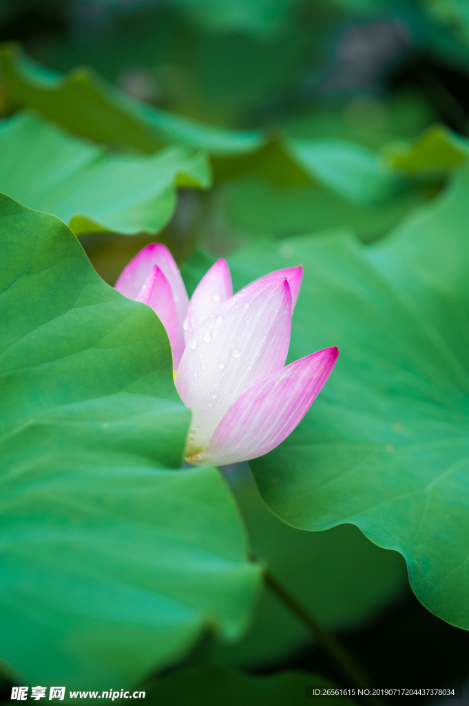 夏日荷花