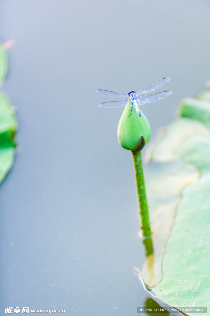 蜻蜓戏荷