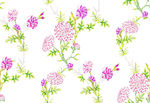 圈牛花