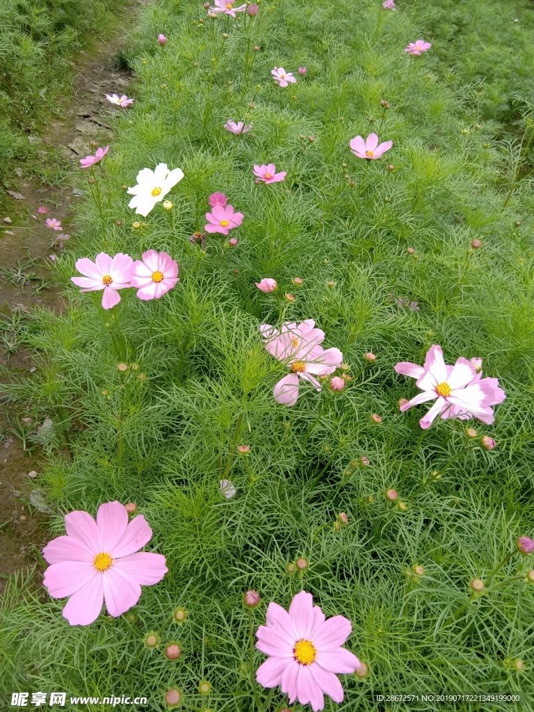 花卉 波斯菊