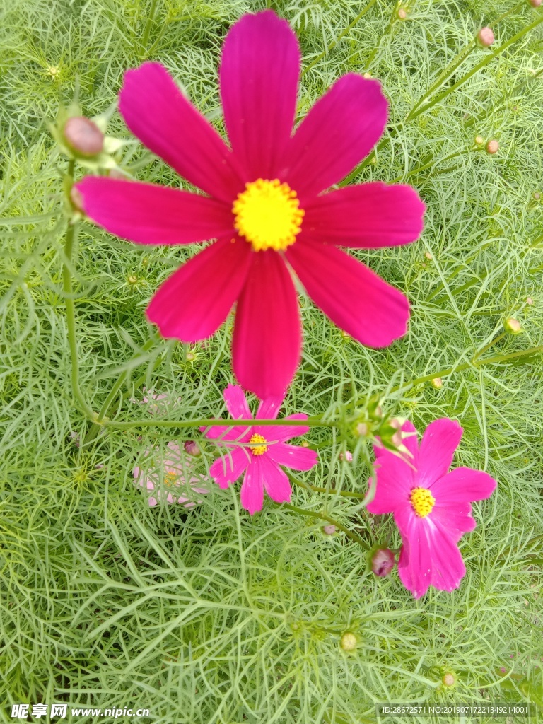 花卉 波斯菊