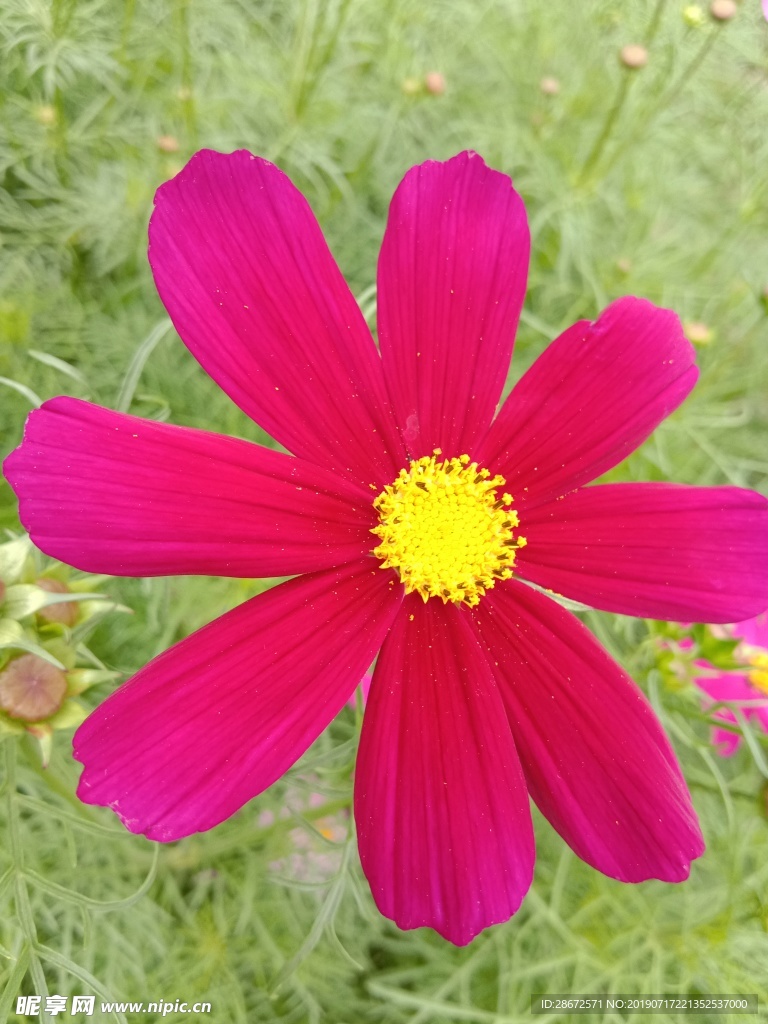 花卉 波斯菊