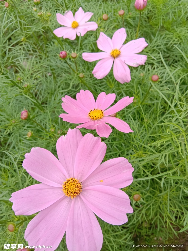 花卉 波斯菊