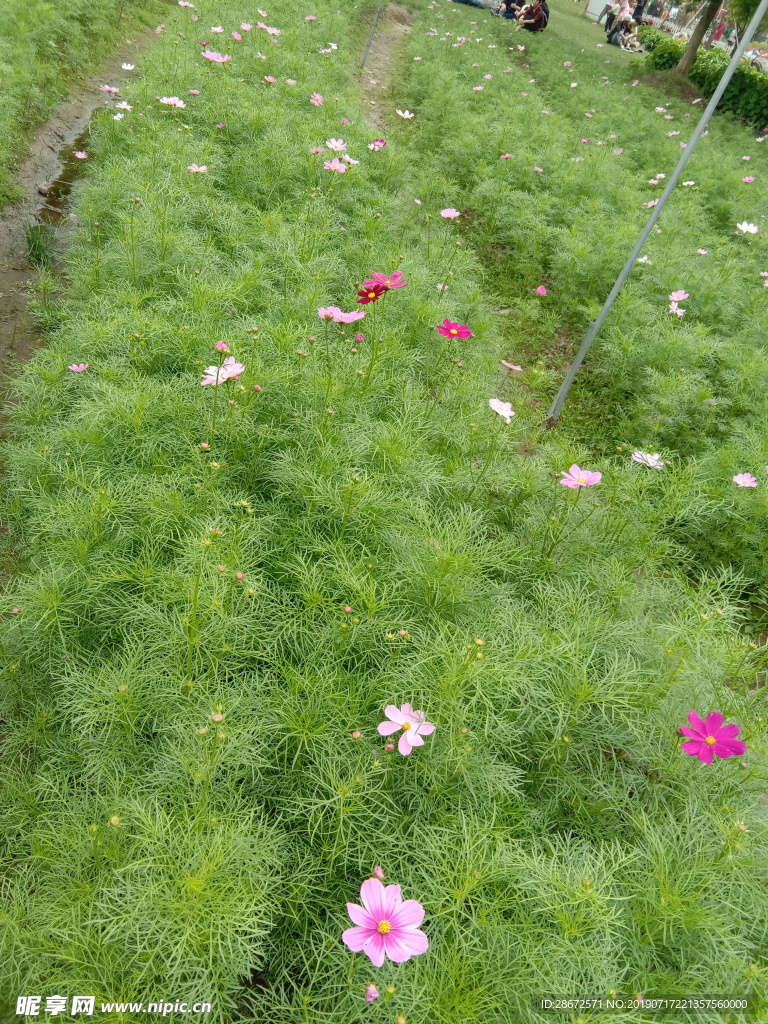 花卉 波斯菊