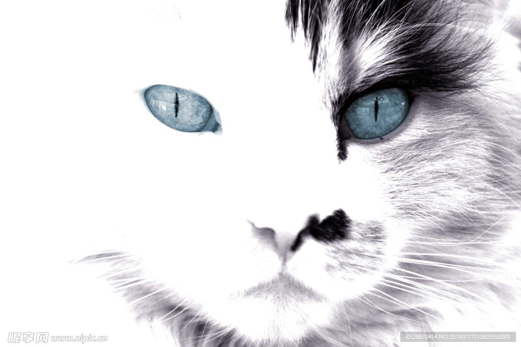 蓝眼睛的黑白猫