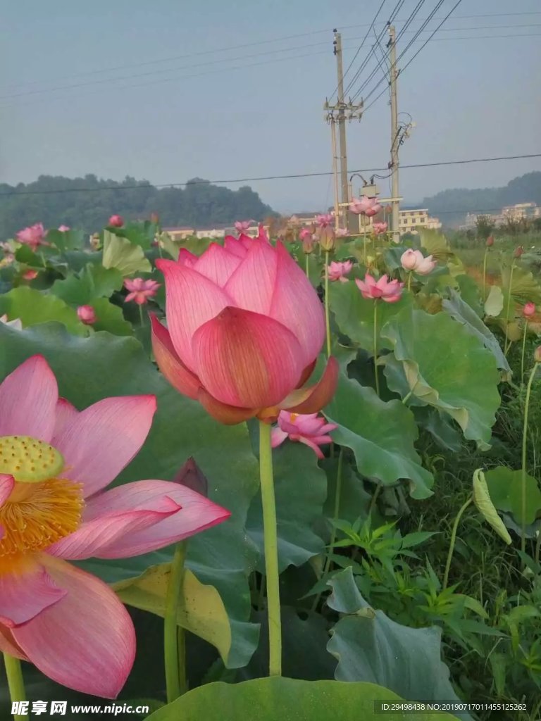 荷花