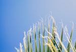 野草