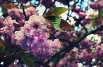 芙蓉花