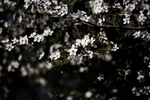 白花