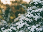 雪崧