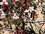小花