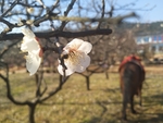 梅花
