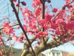 梅花