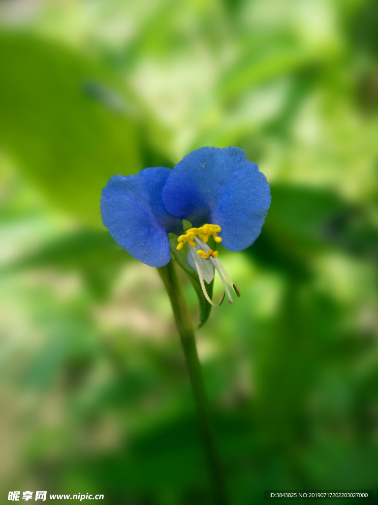 鸭跖草