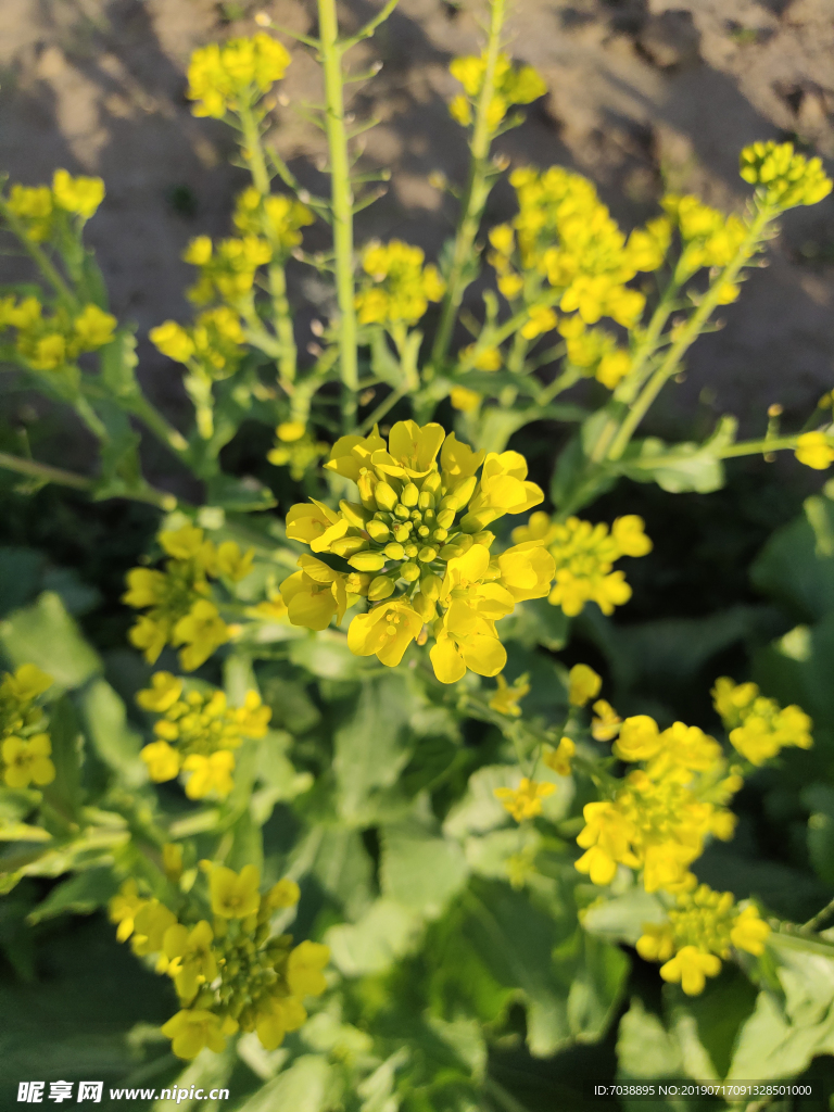 黄花