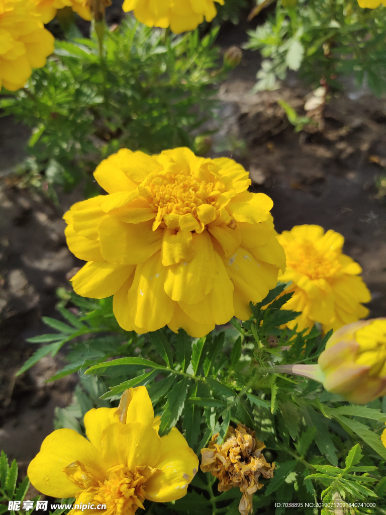 小黄花