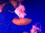 水母