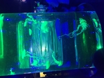 水母