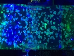 小水母