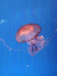 水母