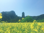 油菜花田