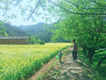 油菜花