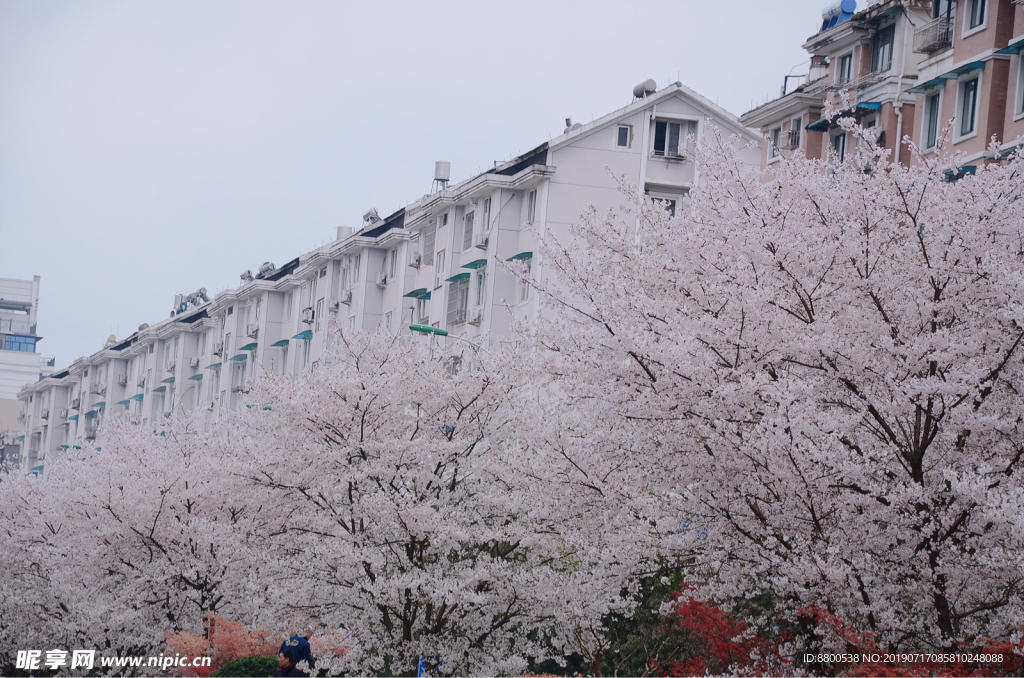 花儿