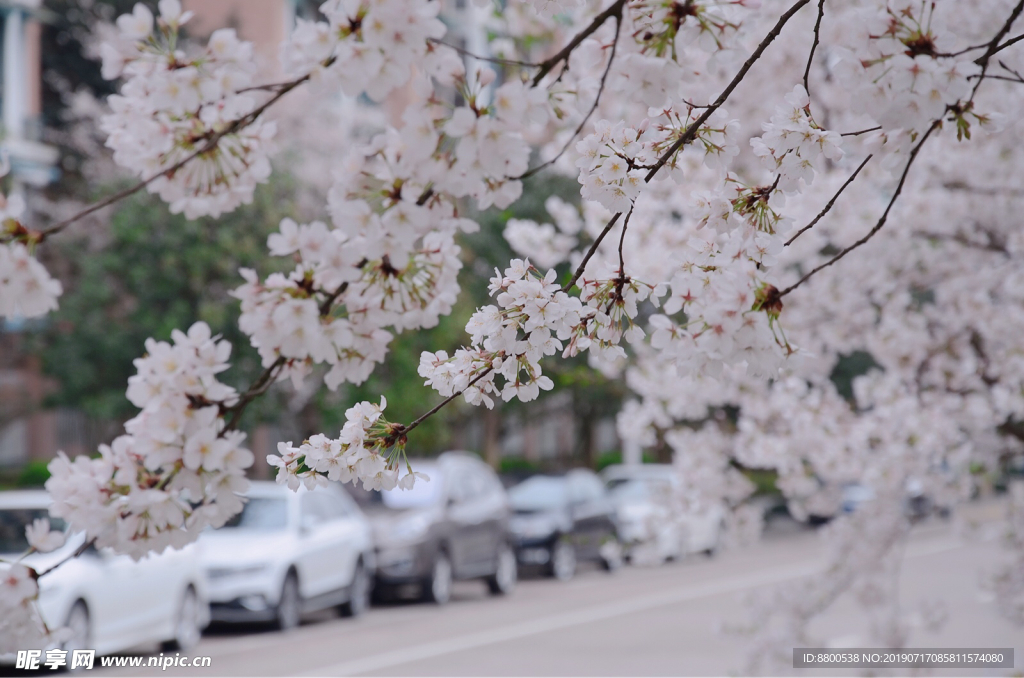 樱花