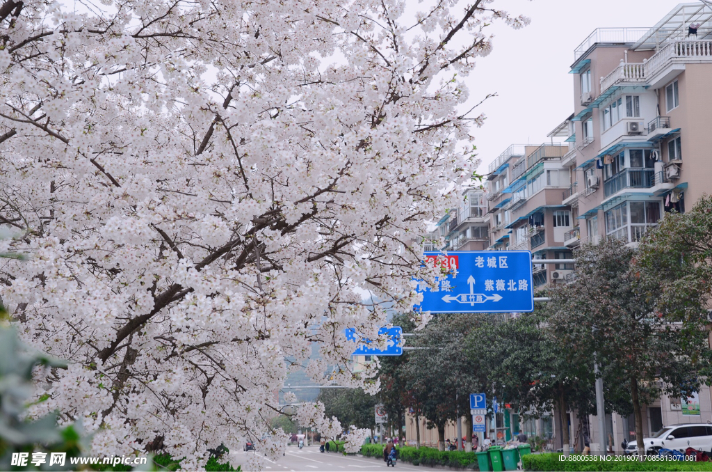 樱花